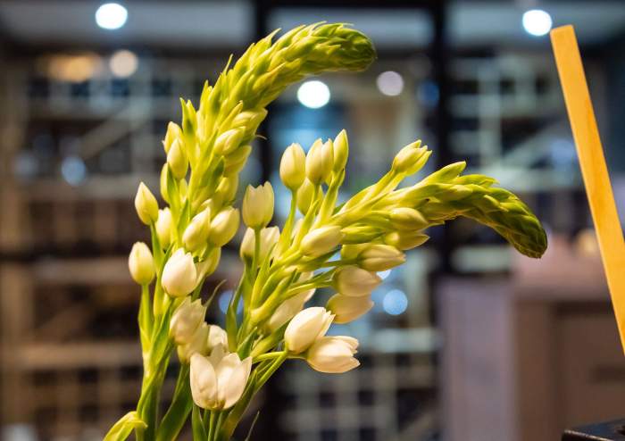 Herbe au K'Ozzie, restaurant gastronomique proche de Montmélian